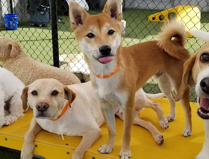 Dogs on playyard Dogs on playyard