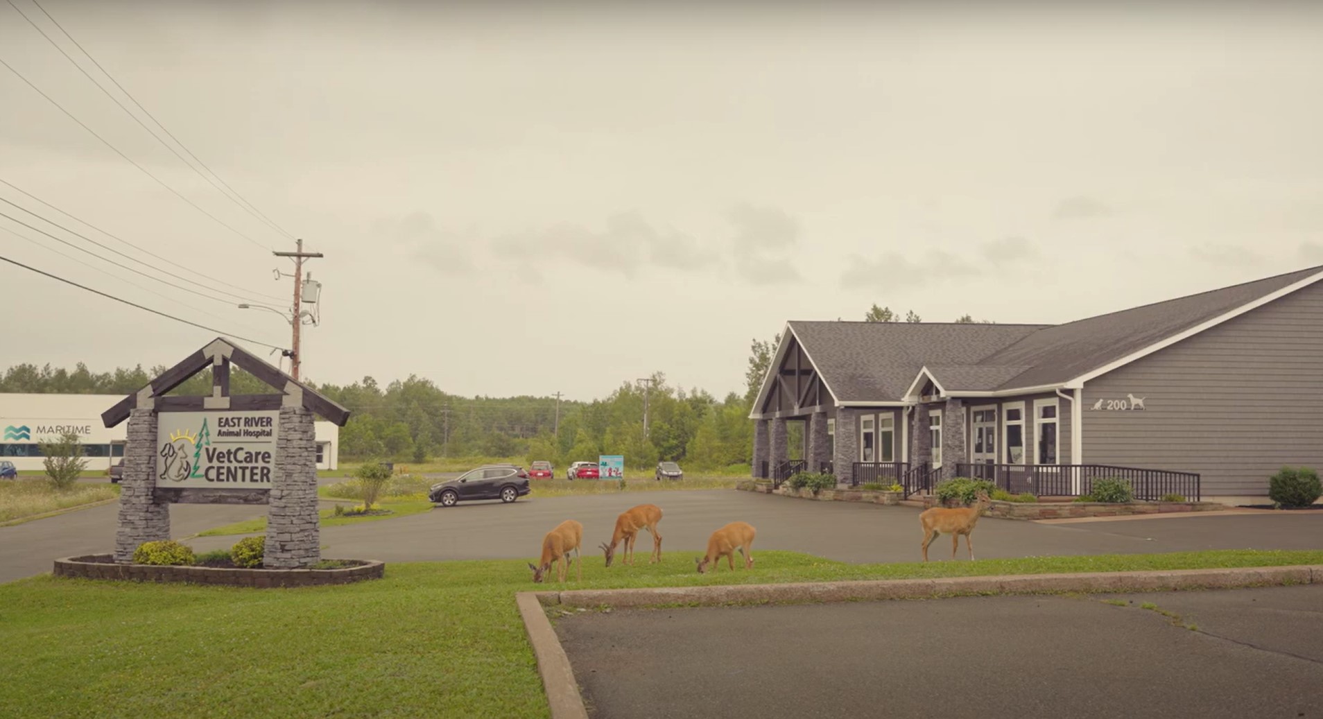 East River Animal Hospital with deer standing in grass