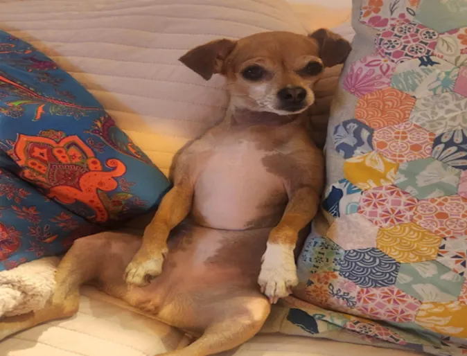 Peanut the chihuahua Peanut the chihuahua