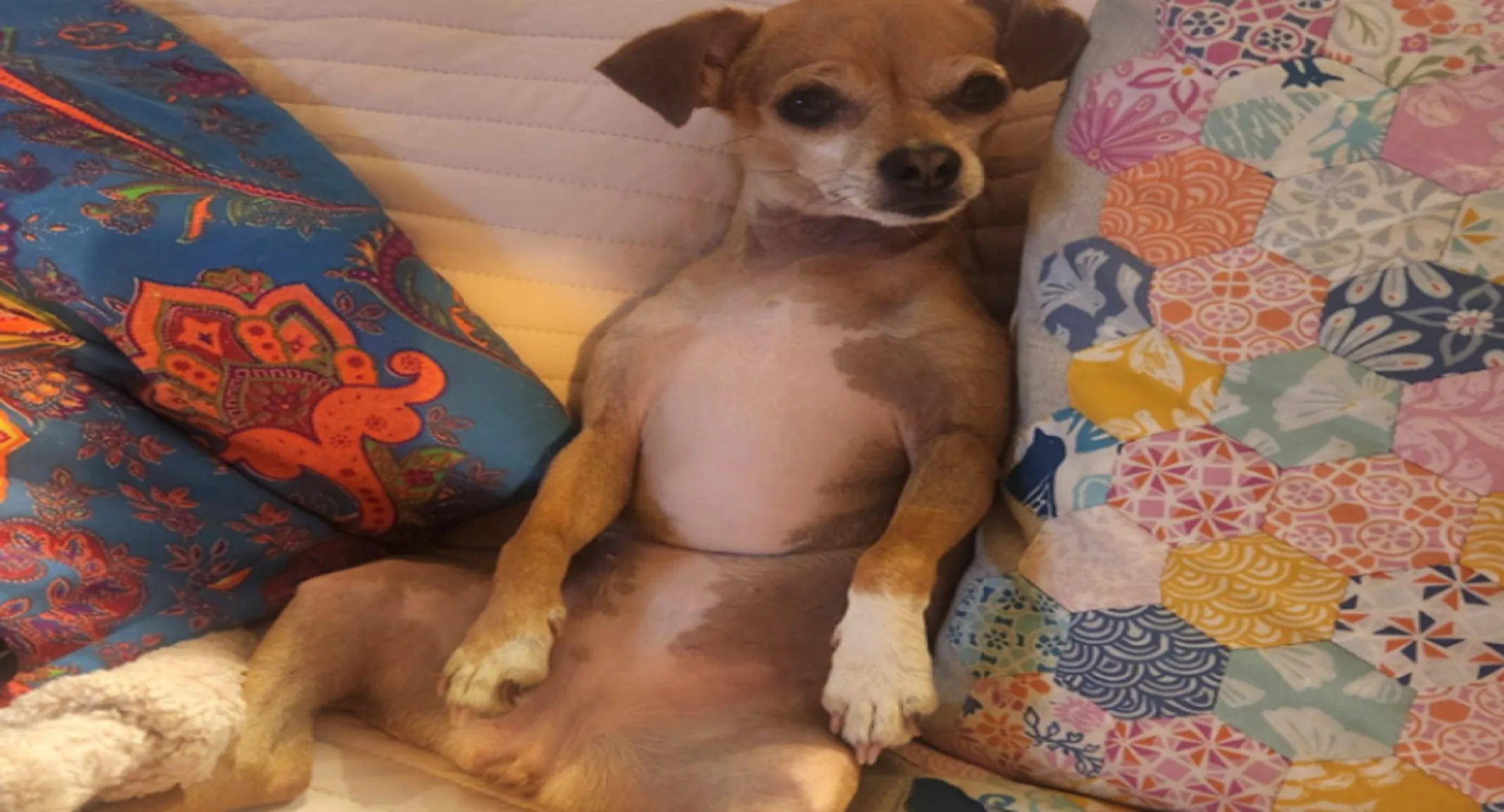 Peanut the chihuahua Peanut the chihuahua