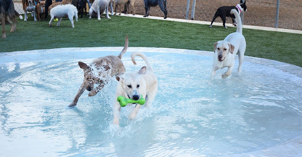 Dogs in pool at Rover Oaks Pet Resort