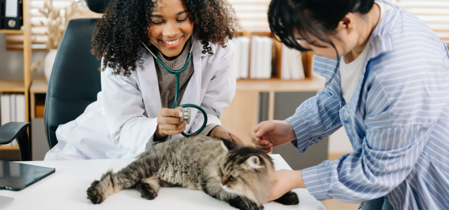 Two Veterinarians Examining a Brown Cat