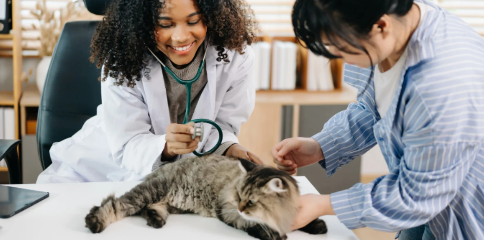 Two Veterinarians Examining a Brown Cat Two Veterinarians Examining a Brown Cat