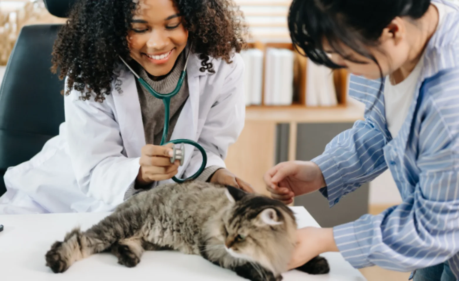 Two Veterinarians Examining a Brown Cat Two Veterinarians Examining a Brown Cat