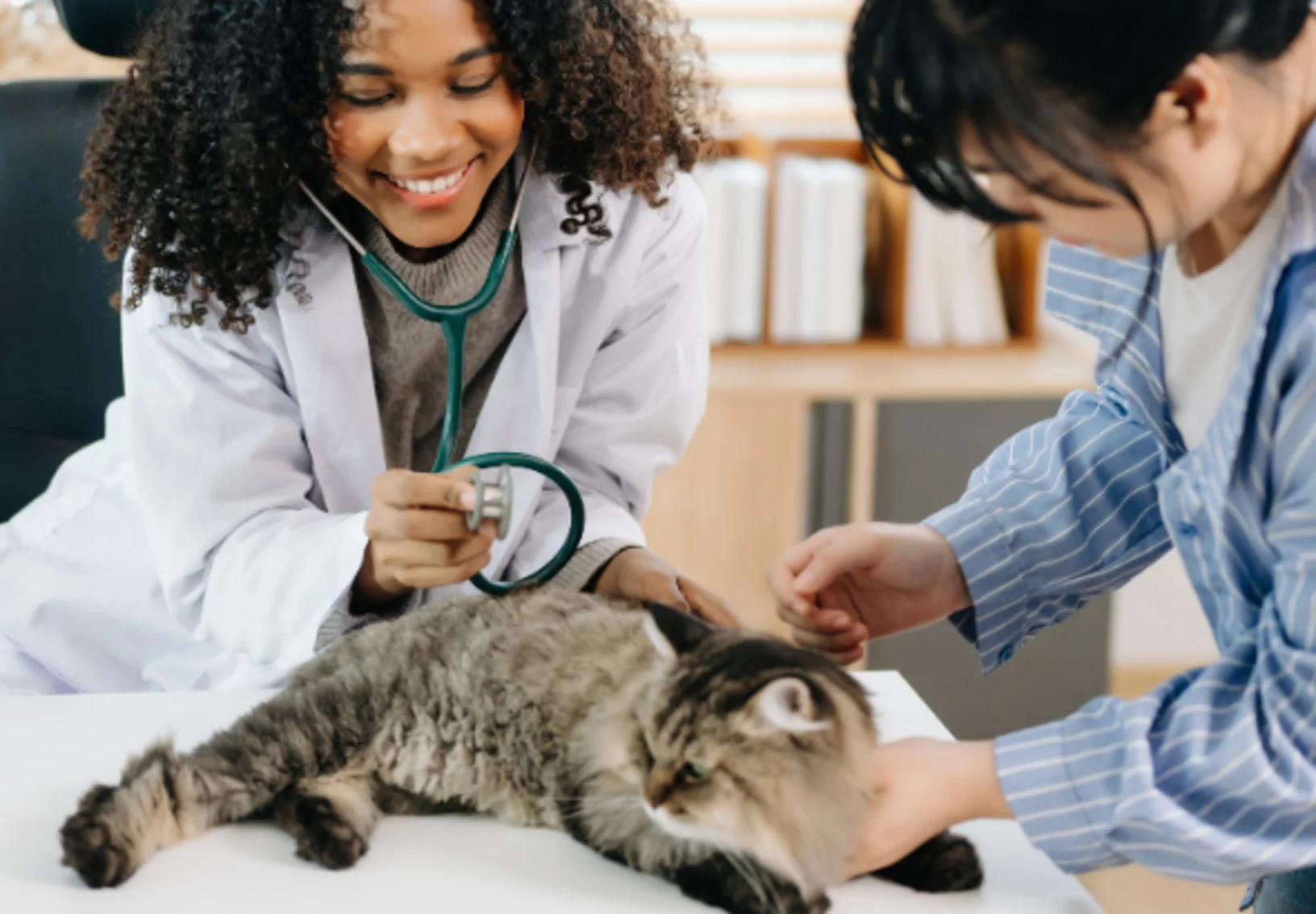 Two Veterinarians Examining a Brown Cat Two Veterinarians Examining a Brown Cat