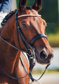 Headshot of an elite performance horse.