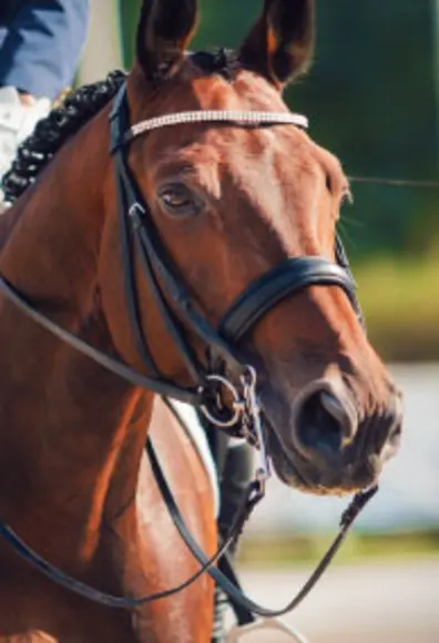 Headshot of an elite performance horse. Headshot of an elite performance horse.