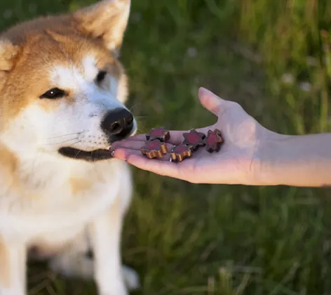 Dog receiving a treat Dog receiving a treat