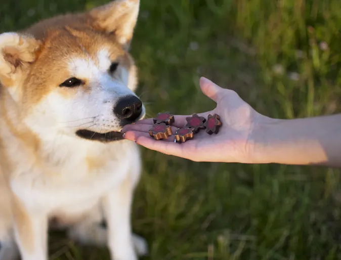 Dog receiving a treat Dog receiving a treat