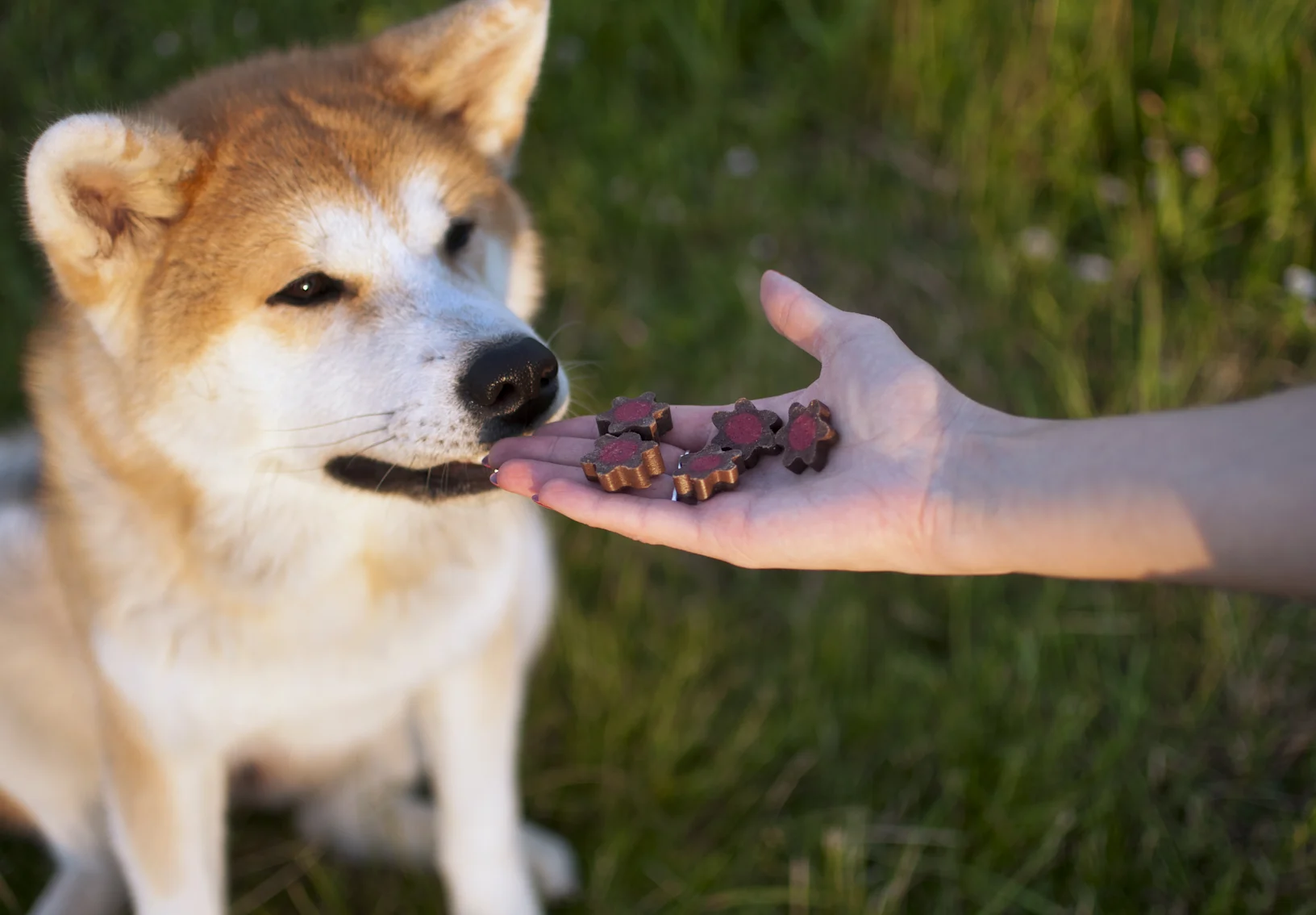 Dog receiving a treat Dog receiving a treat