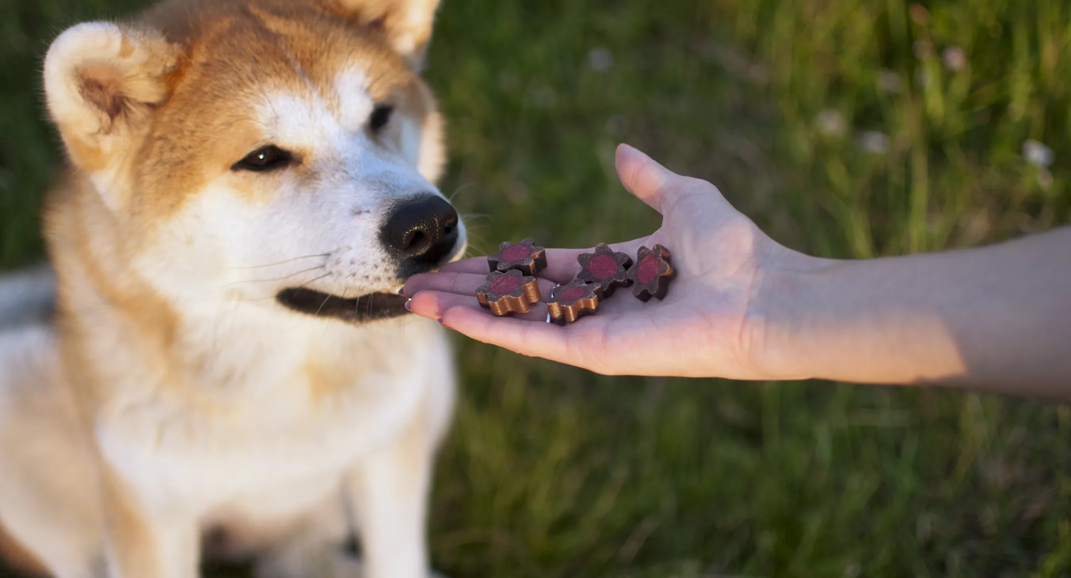 Dog receiving a treat Dog receiving a treat