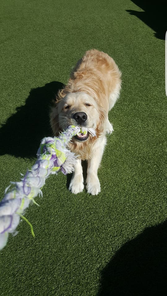 Dog pulling rope