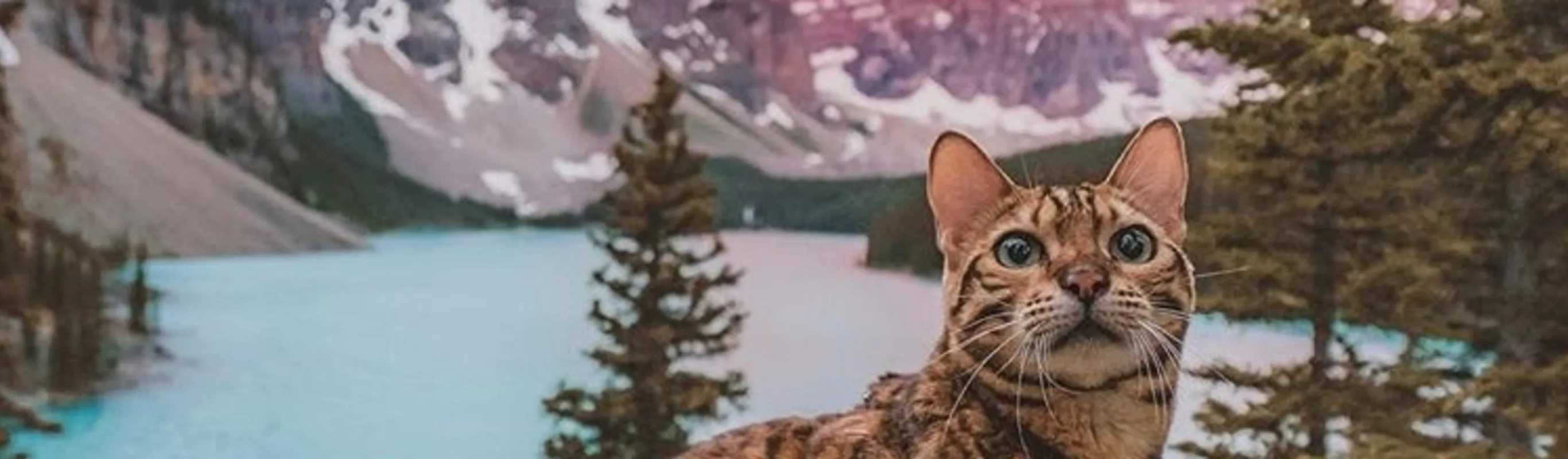 Short haired brown cat in front of a lake.