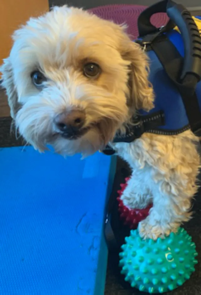Dog standing on two rehabilitation exercise balls Dog standing on two rehabilitation exercise balls