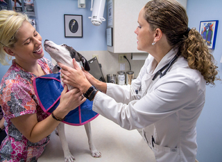 Poquoson Veterinary Hospital Checkup Room.  The picture has one female doctor and a female nurse putting a blue soft cone flipped backwards to check the dog's condition on a table. The nurse is smiling because the dog is giving her a kiss on her face. 