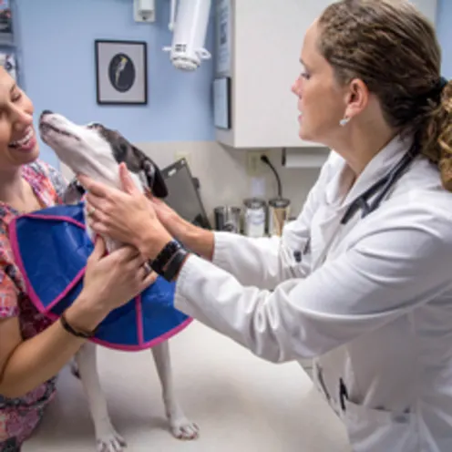Poquoson Veterinary Hospital Checkup Room.  The picture has one female doctor and a female nurse putting a blue soft cone flipped backwards to check the dog's condition on a table. The nurse is smiling because the dog is giving her a kiss on her face. Poquoson Veterinary Hospital Checkup Room.  The picture has one female doctor and a female nurse putting a blue soft cone flipped backwards to check the dog's condition on a table. The nurse is smiling because the dog is giving her a kiss on her face.
