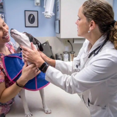 Poquoson Veterinary Hospital Checkup Room.  The picture has one female doctor and a female nurse putting a blue soft cone flipped backwards to check the dog's condition on a table. The nurse is smiling because the dog is giving her a kiss on her face. 