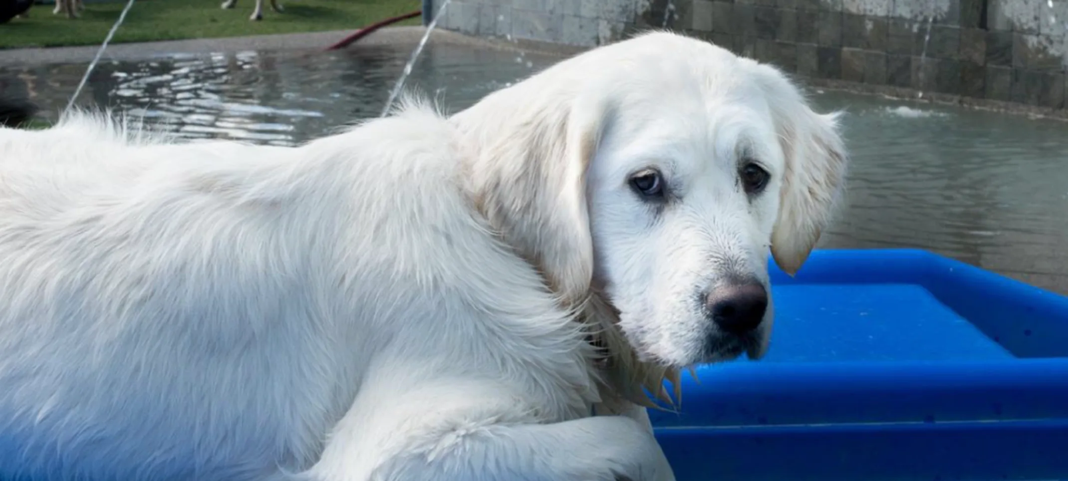 Dog on Playground by the Pool Dog on Playground by the Pool