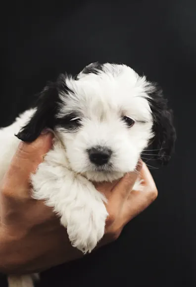 man holding puppy in his arm man holding puppy in his arm