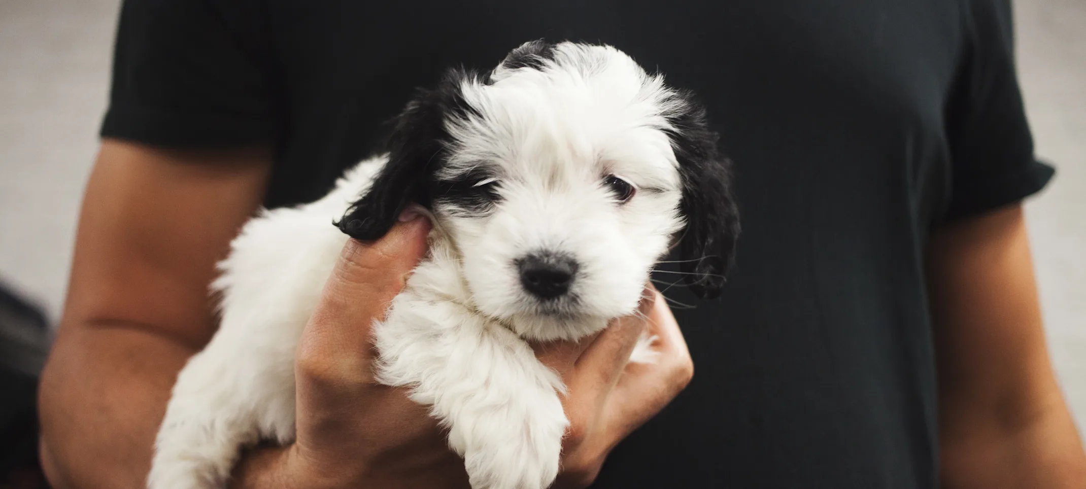 man holding puppy in his arm man holding puppy in his arm
