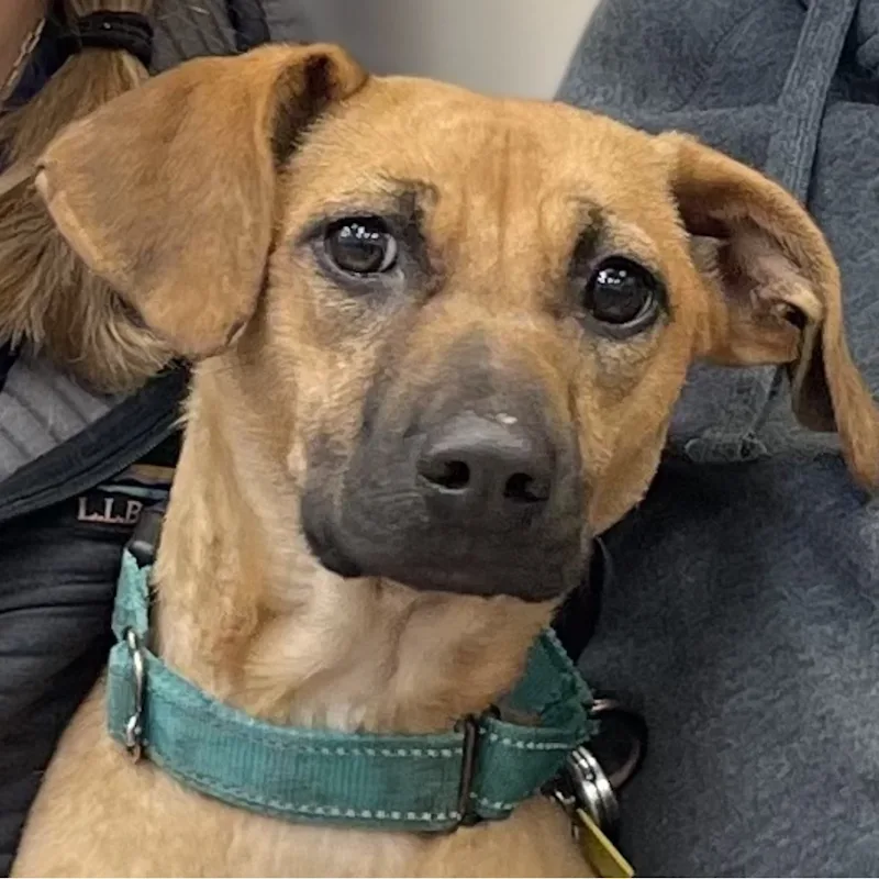 Stevie Licks Stevie Licks