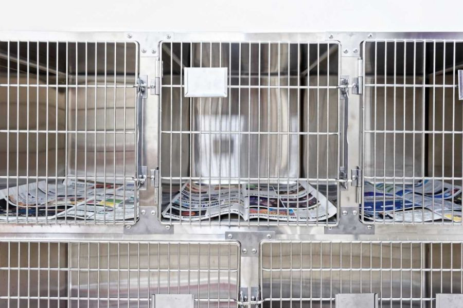 Pet Cages with Newspaper at Sherwood Veterinary Clinic