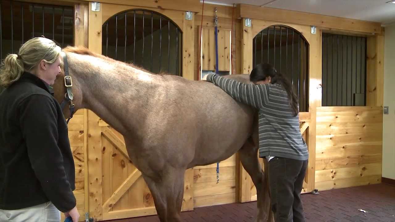 Acupuncture Video