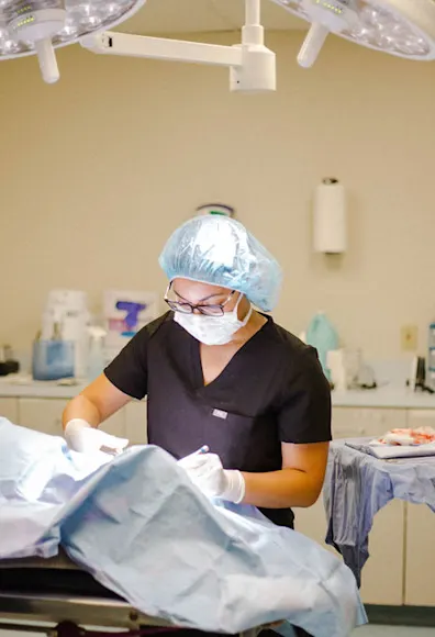 Veterinary staff performing a surgery procedure. Veterinary staff performing a surgery procedure.
