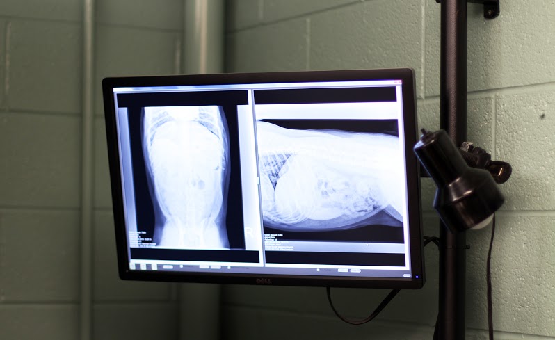 Warren Woods Veterinary Hospital Xray Results