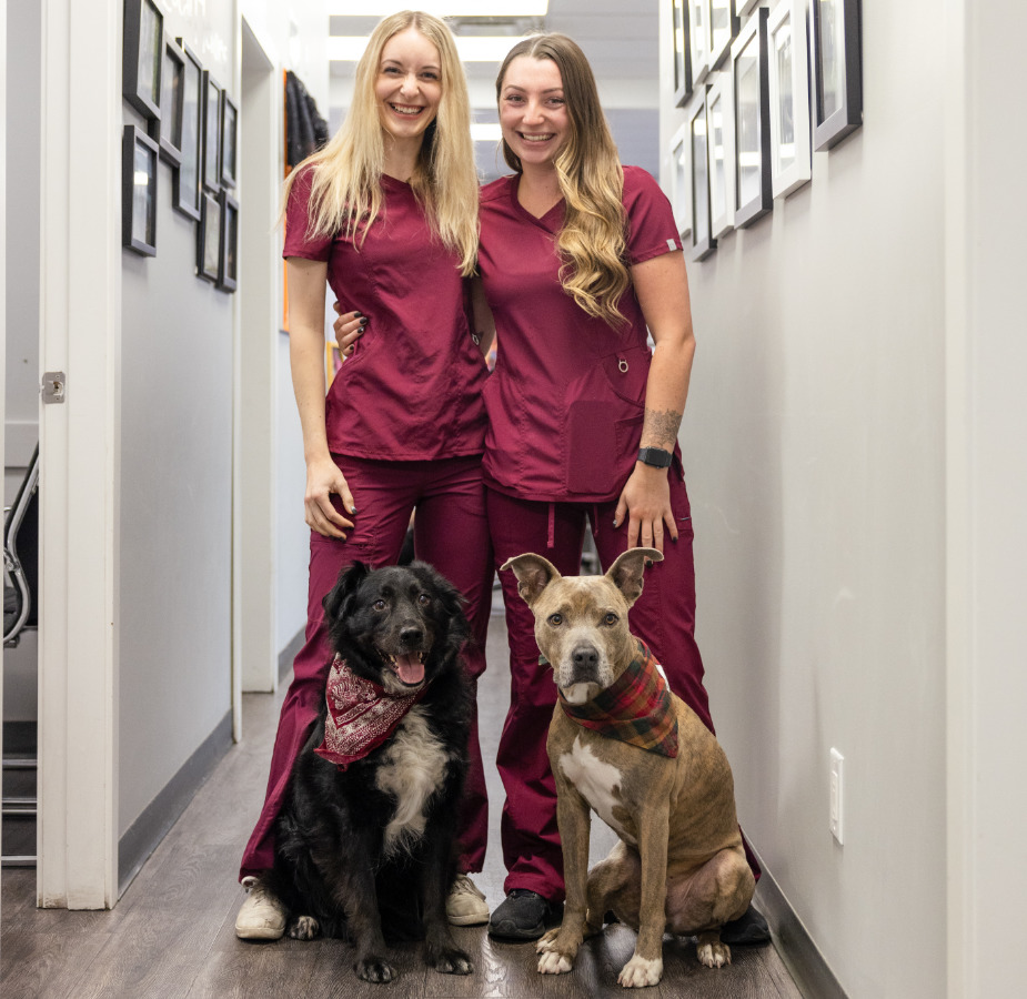 Two female staff members dressed in matching pink scrubs with one brown and one black dog sitting in front of them