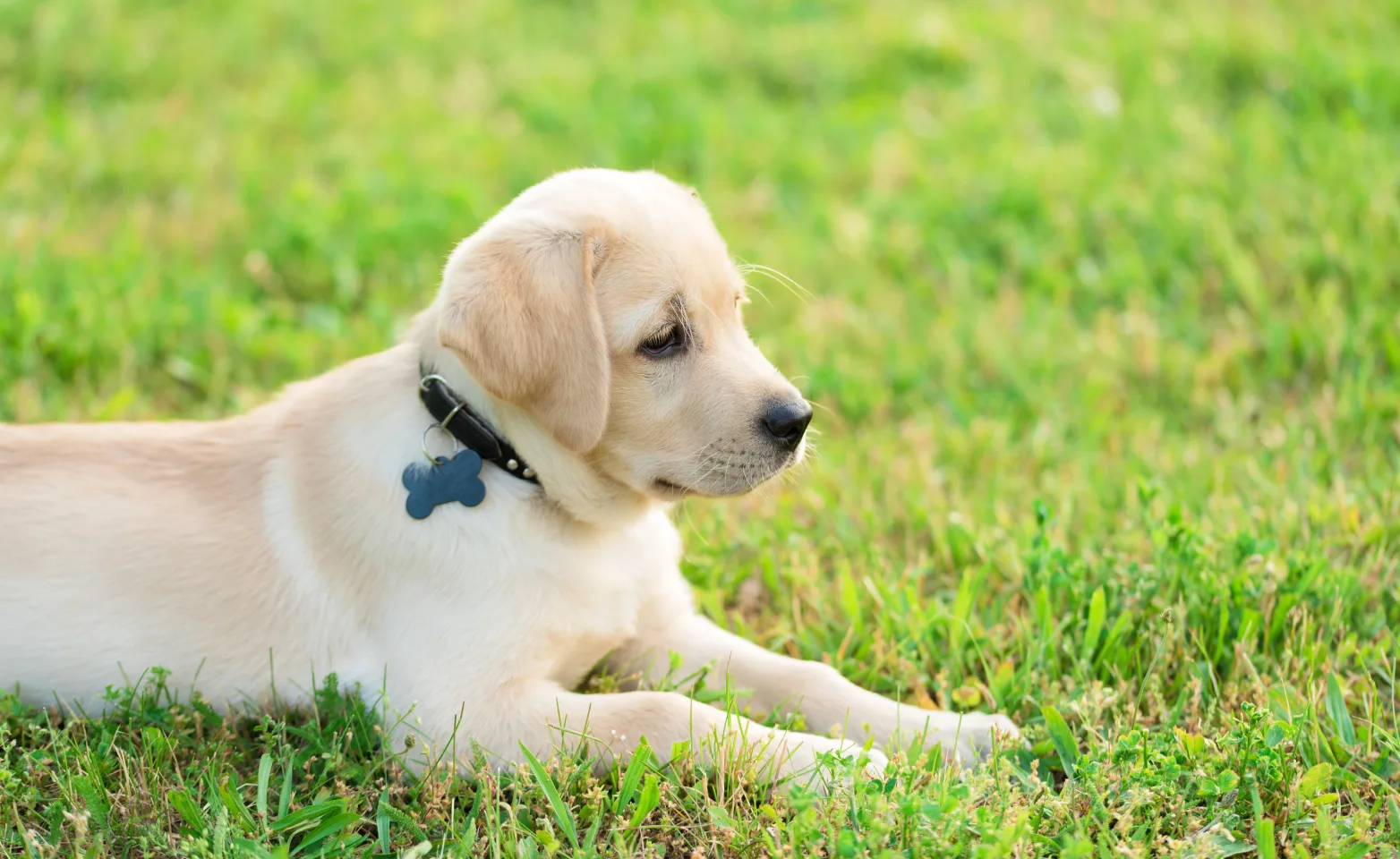 Puppy in grass laying down