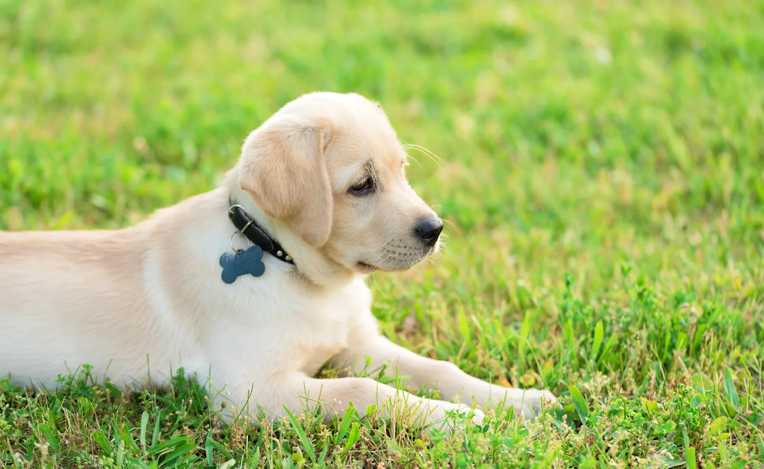 Puppy in grass laying down Puppy in grass laying down