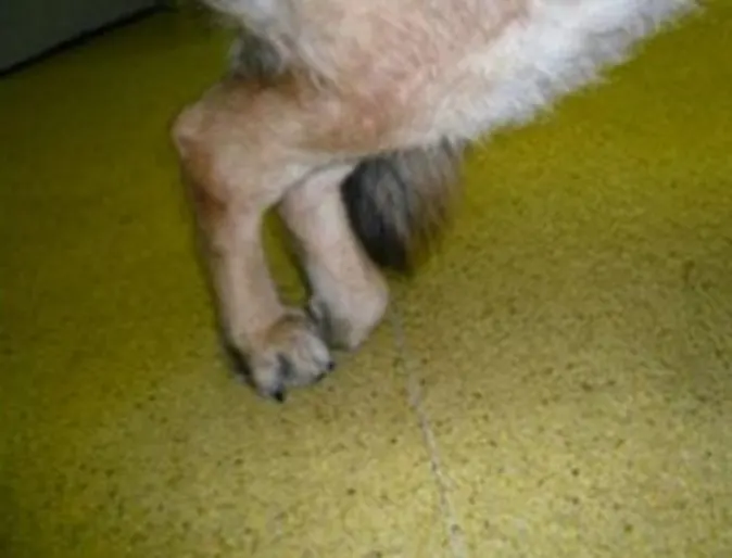 A dog's legs, one is unable to be properly laid flat. A dog's legs, one is unable to be properly laid flat.