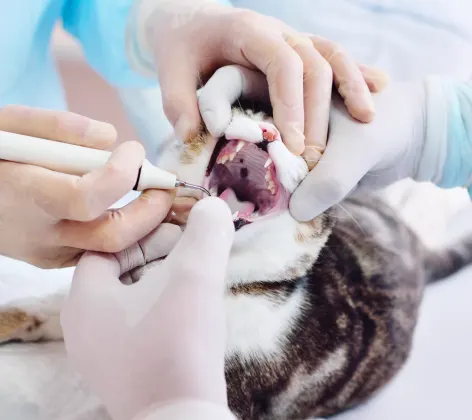 Cat getting teeth inspected