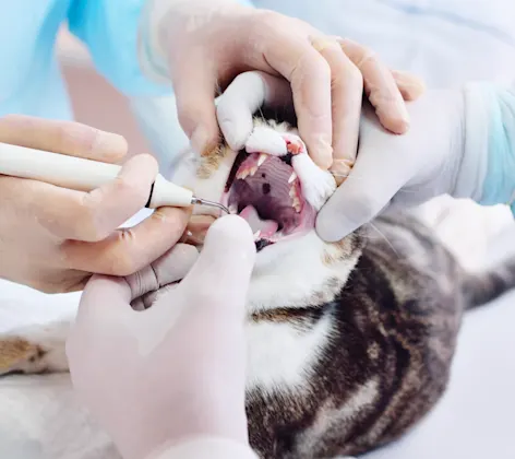 Cat getting teeth inspected