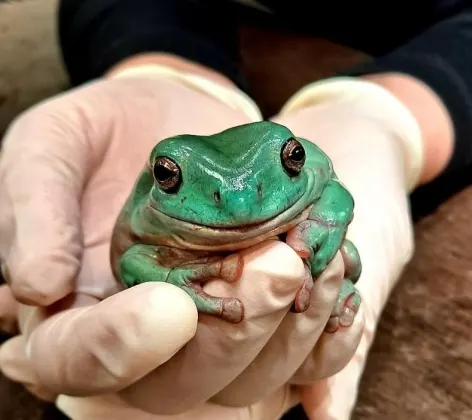Green tree frog sitting in hands