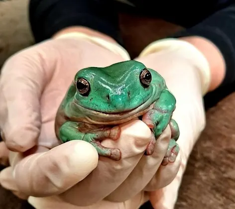 Green tree frog sitting in hands