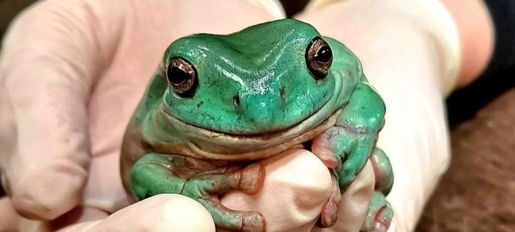 Green tree frog sitting in hands