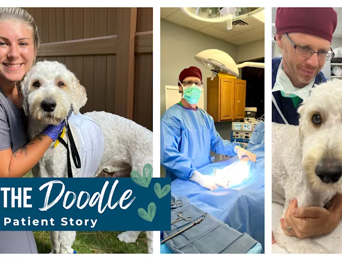 Ozzy The Doodle Patient Story Ozzy The Doodle Patient Story