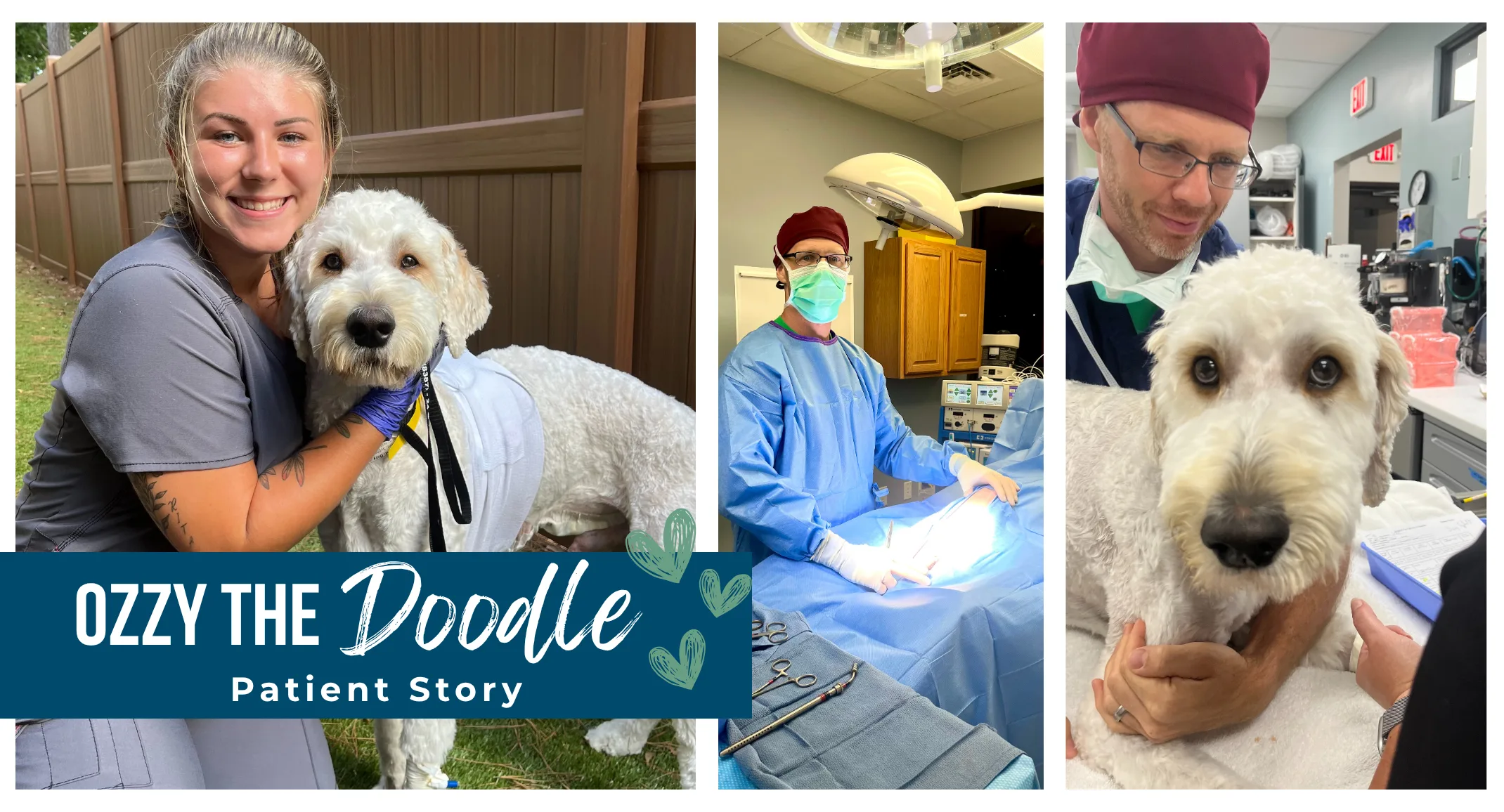 Ozzy The Doodle Patient Story Ozzy The Doodle Patient Story