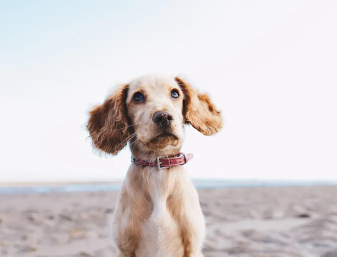 Small dog sitting on the sand and starring at the camera.