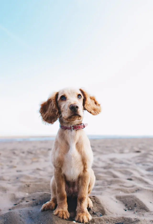 Small dog sitting on the sand and starring at the camera.