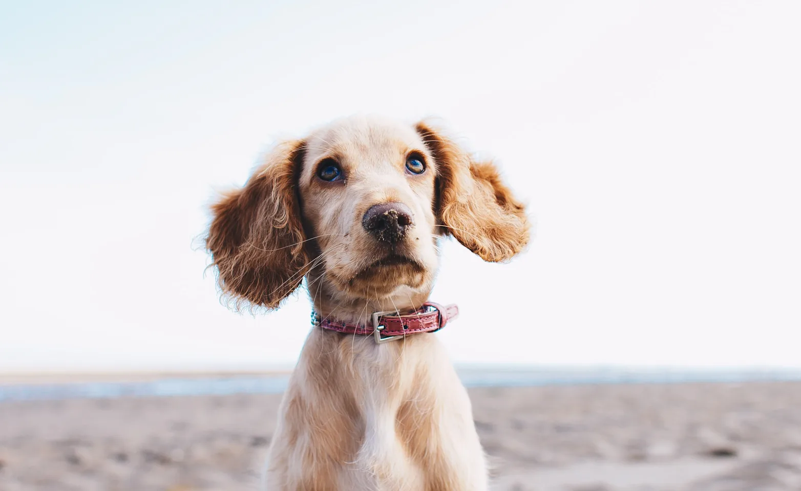 Small dog sitting on the sand and starring at the camera.