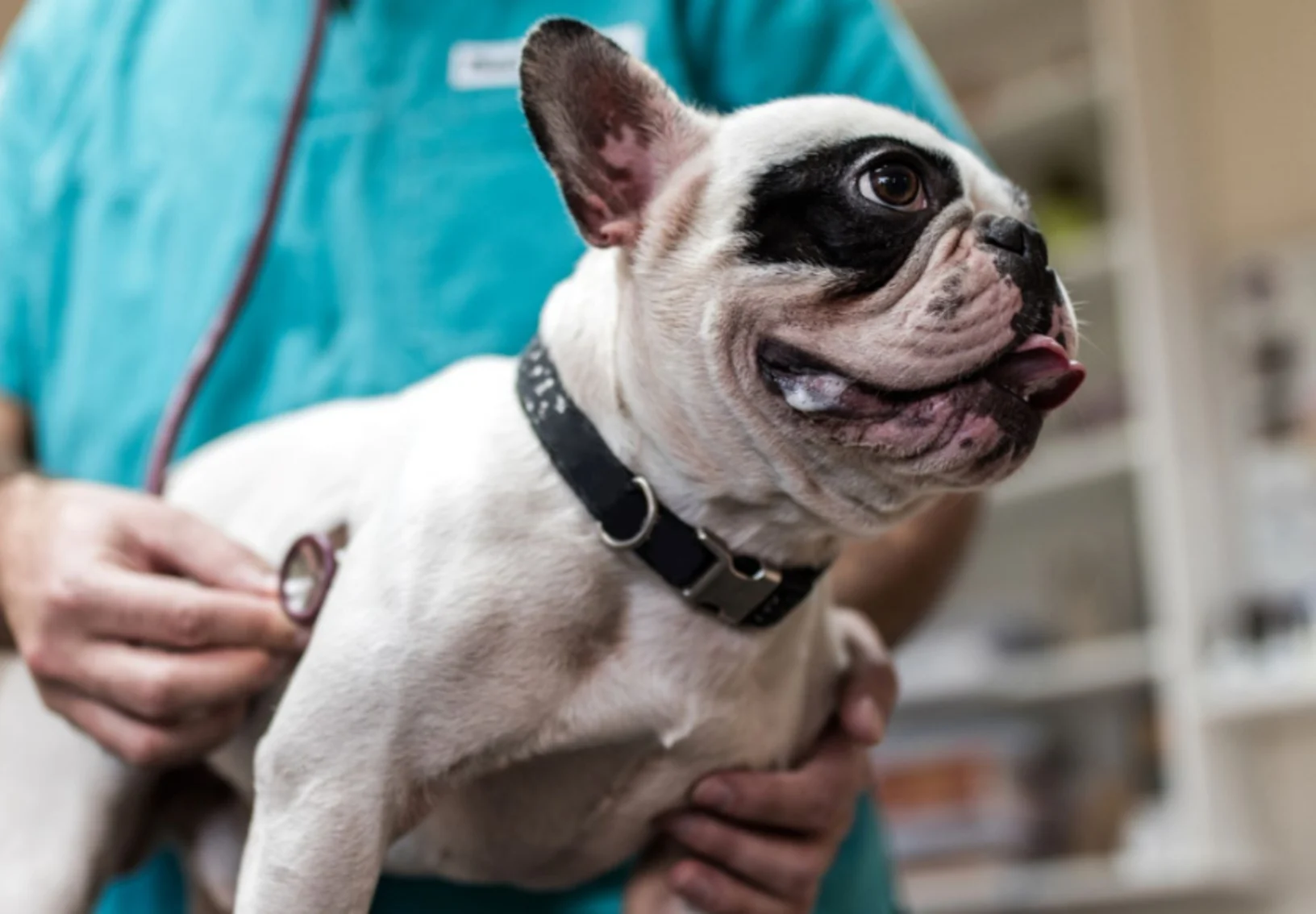 Black and white dog being examined with a stethoscope