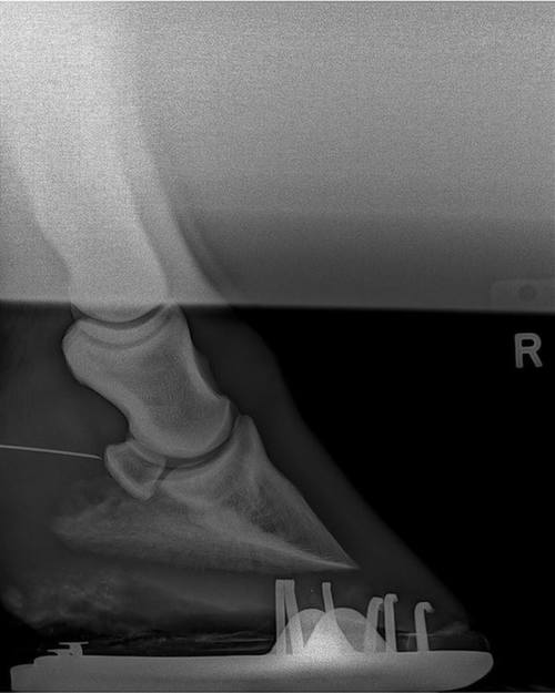 X-Ray of a hoof