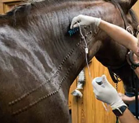 A vet using a device to check on the horse's stiffness A vet using a device to check on the horse's stiffness