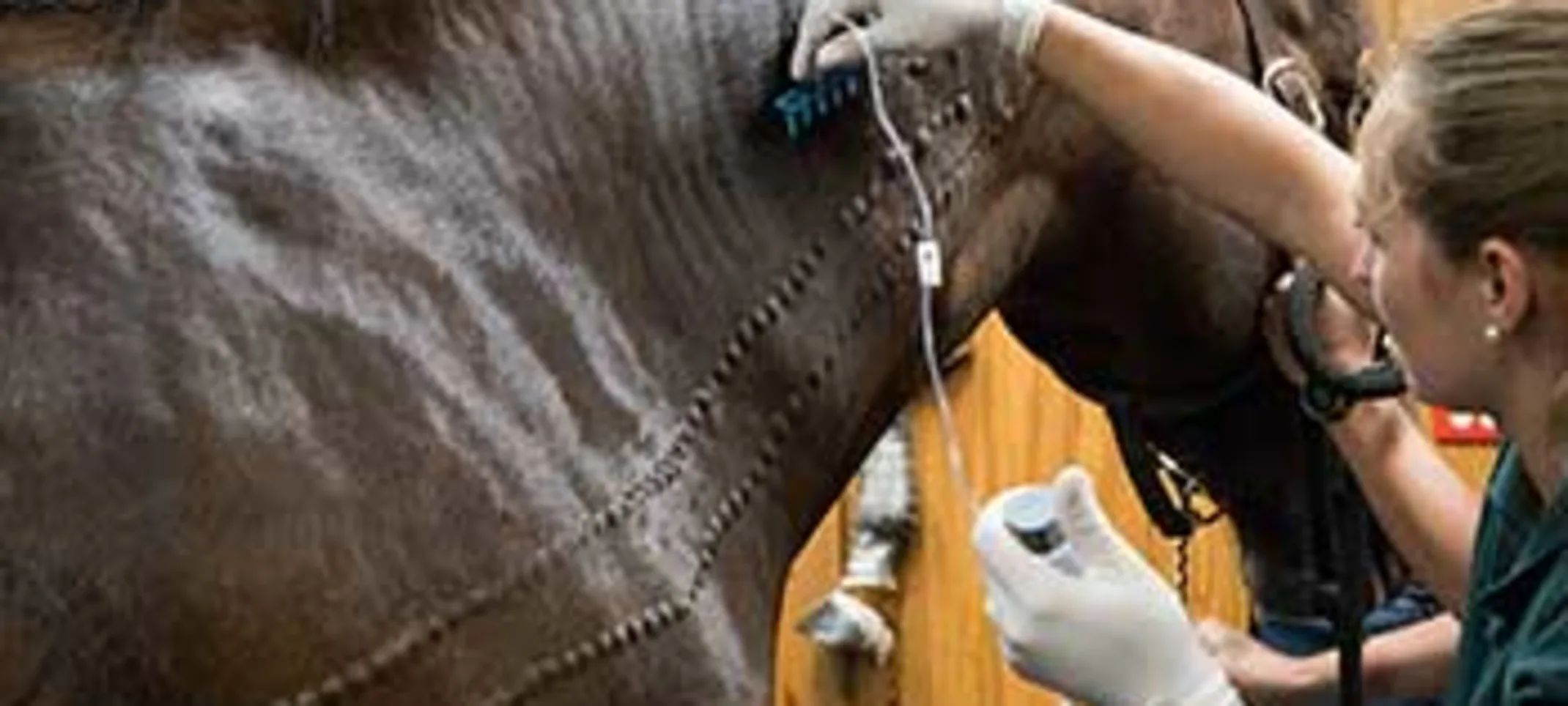 A vet using a device to check on the horse's stiffness A vet using a device to check on the horse's stiffness