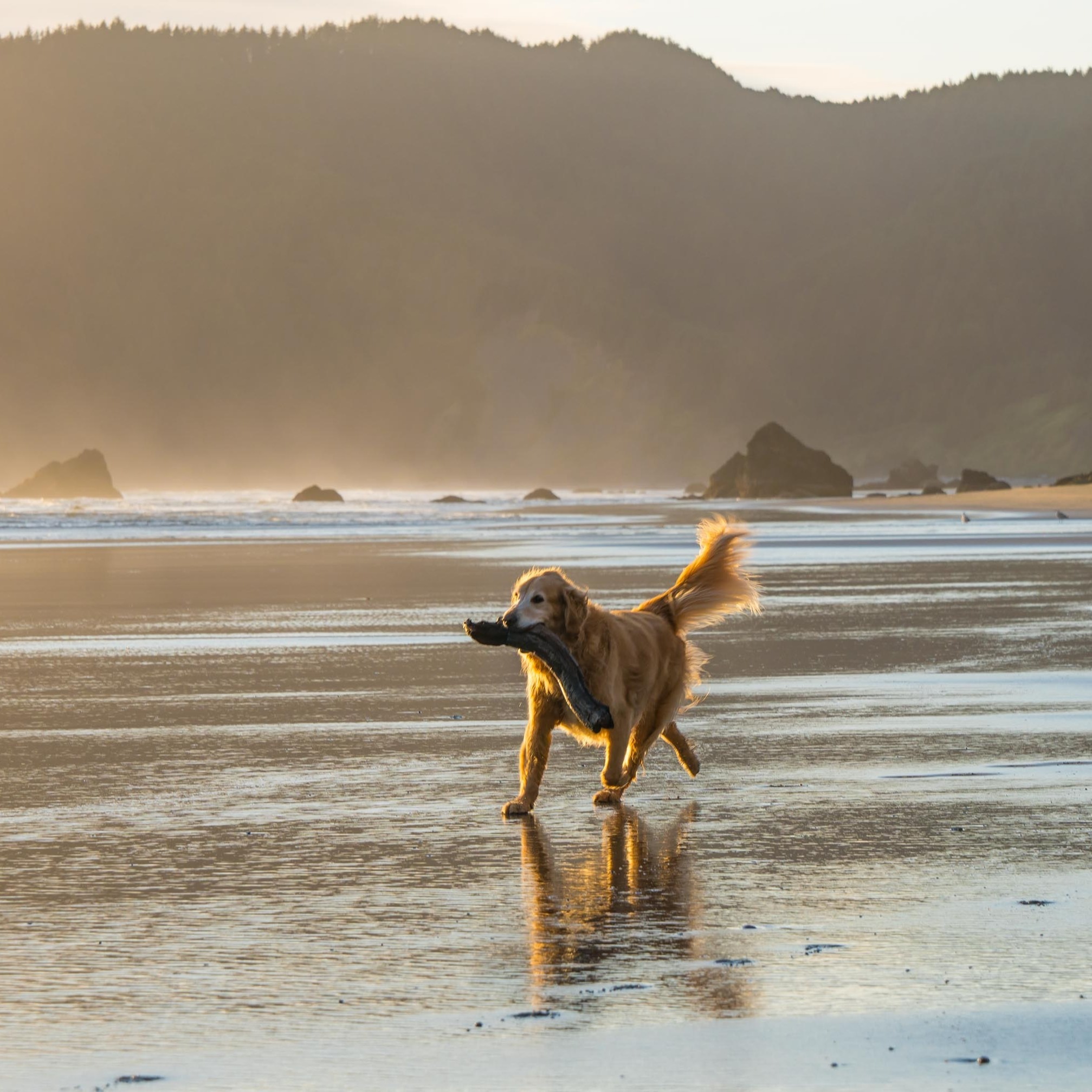 Dog walking on the beach with a stick in their mouth. 