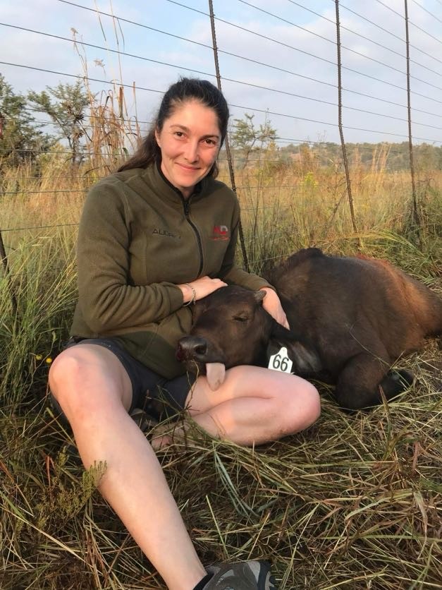 Eagleview Team Member with a Cow