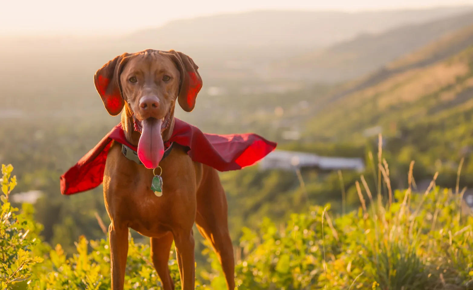 A vizsla wearing a red cape standing on a mountain side
